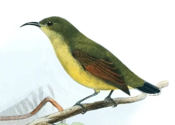 File:Leptocoma sperata juliae, femina.jpg