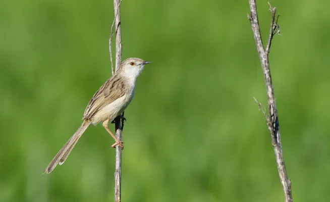 File:Prinia lepida.jpg