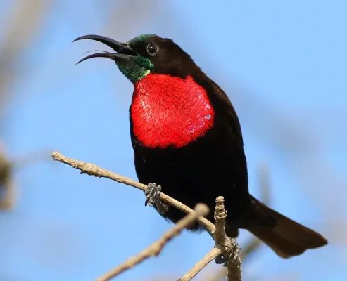 File:Scarlet-chested sunbird, Chalcomitra senegalensis, at Lake Chivero, Harare, Zimbabwe - male (21856918852), crop.jpg