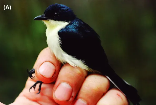File:Melanocharis citreola in life A (cropped).jpg