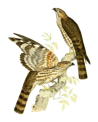 File:Aviceda madagascariensis 1868.jpg