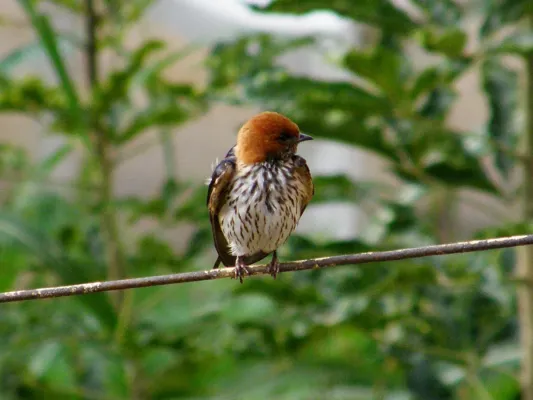 File:Cecropis abyssinica abyssinica, Aksum, Tigray, Ethiopia 1.jpg