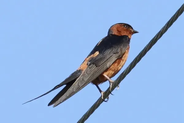 File:Cecropis badia, Pak Nam, Satun, Thailand 1.jpg