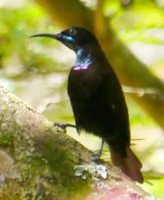 File:Chalcomitra rubescens 5678288, crop.jpg