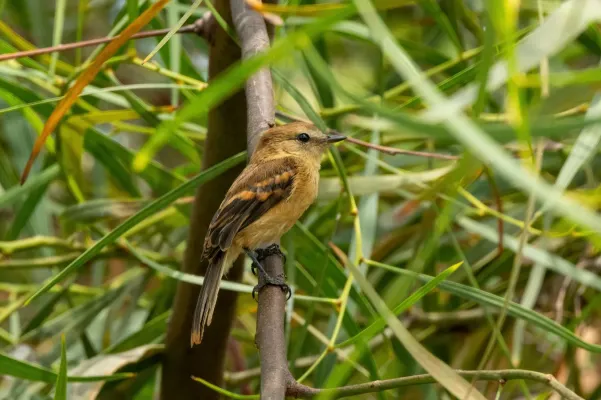 File:Rufescent Flycatcher (Myiophobus rufescens).jpg