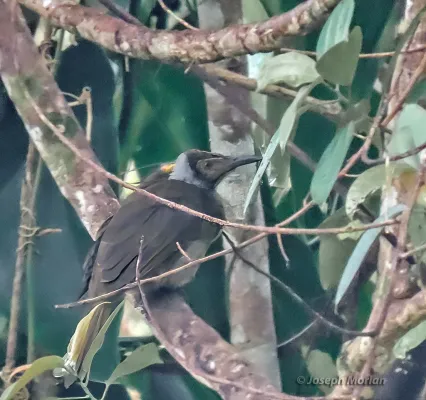 File:Philemon subcorniculatus 337295944.jpg