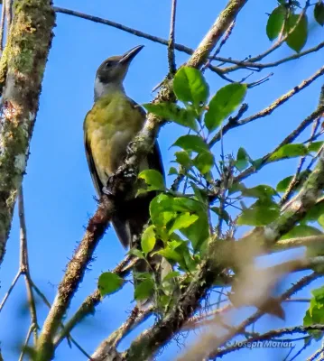 File:Oriolus forsteni 337280793.jpg