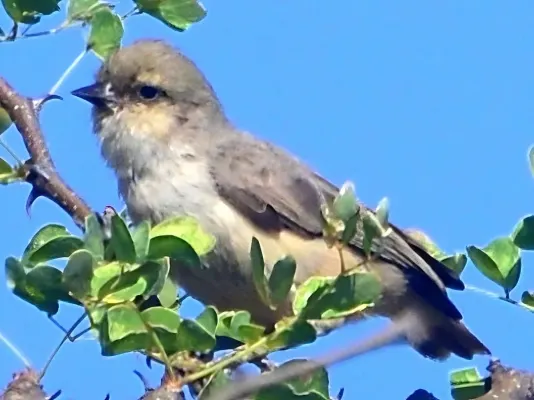 File:Anthoscopus musculus 129982645 2.jpeg