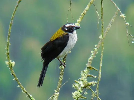 File:Saltator atripennis -Manizales, Caldas, Colombia-8.jpg