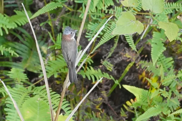 File:Staphida torqueola 365641430.jpg