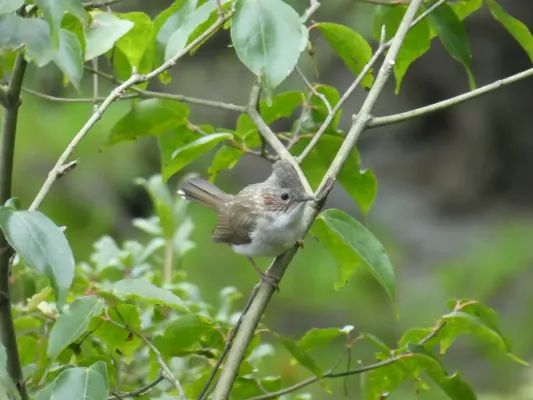 File:Staphida torqueola 49675483.jpg