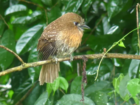 File:Malacoptila mystacalis -Manizales, Caldas, Colombia-8.jpg