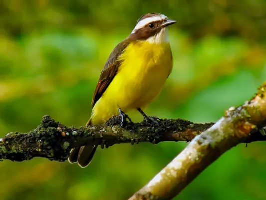 File:Myiozetetes cayanensis -Manizales, Caldas, Colombia-8.jpg