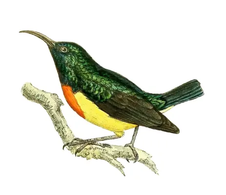 File:Cinnyris coquerellii 1868.jpg