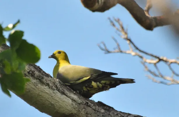 File:Pigeon vert de Madagascar, Treron australis, dans la forêt de Sainte-Marie, Madagascar.jpg
