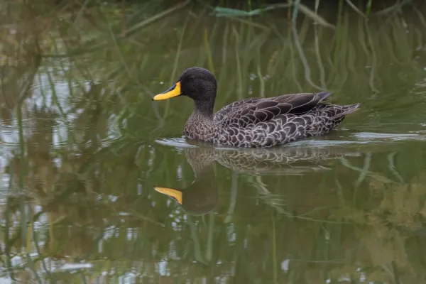 File:Pato de pico amarillo (Anas undulata), parque nacional del Lago Mburo, Uganda, 2024-02-01, DD 48.jpg