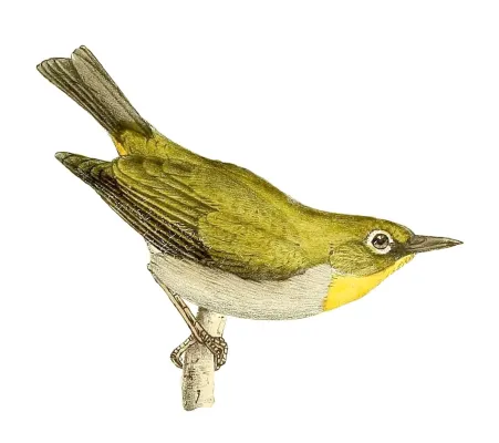 File:Zosterops maderaspatanus 1868.jpg