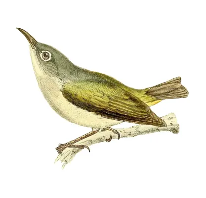 File:Zosterops chloronothos 1868.jpg
