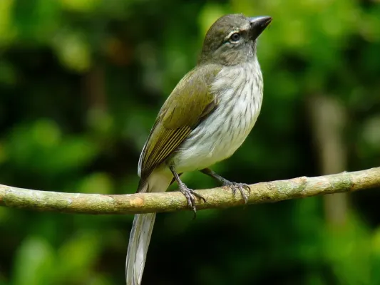 File:Saltator striatipectus -Manizales, Caldas, Colombia-8 (1).jpg