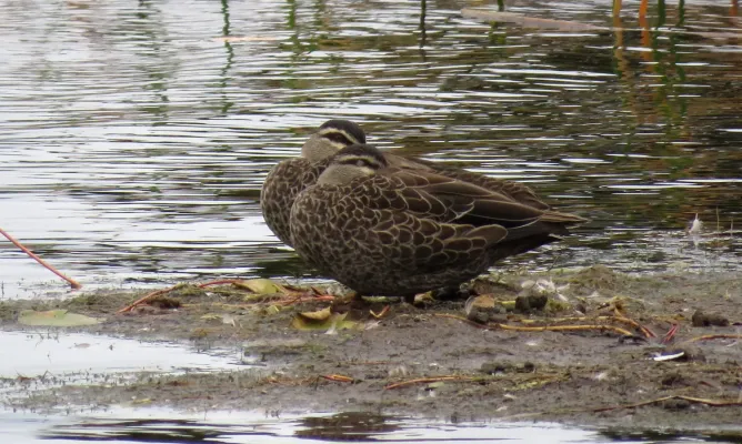 File:Anas superciliosa, Lake Mahinapua, West Coast, New Zealand 1.jpg
