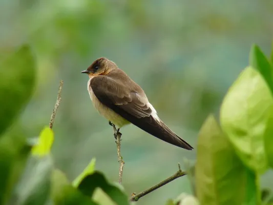 File:Stelgidopteryx ruficollis -Manizales, Caldas, Colombia-8.jpg