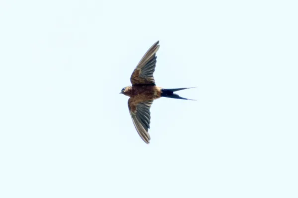 File:Cecropis badia, Mueang Krabi District, Krabi, Thailand 1.jpg