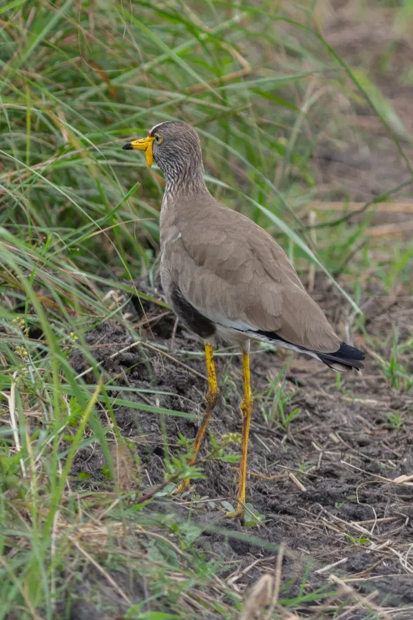 File:Avefría senegalesa (Vanellus senegallus), parque nacional del Lago Mburo, Uganda, 2024-02-01, DD 62.jpg