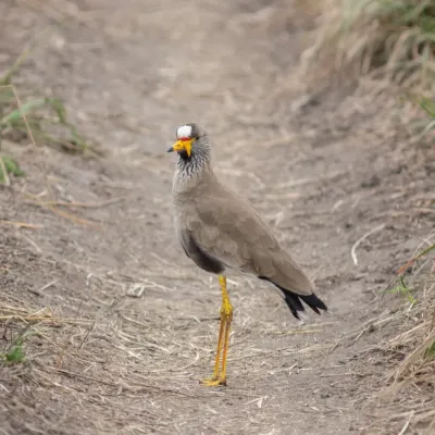 File:Avefría senegalesa (Vanellus senegallus), parque nacional del Lago Mburo, Uganda, 2024-02-01, DD 63.jpg