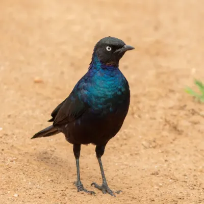 File:Estornino de Rüppell (Lamprotornis purpuroptera), parque nacional del Lago Mburo, Uganda, 2024-02-01, DD 22.jpg