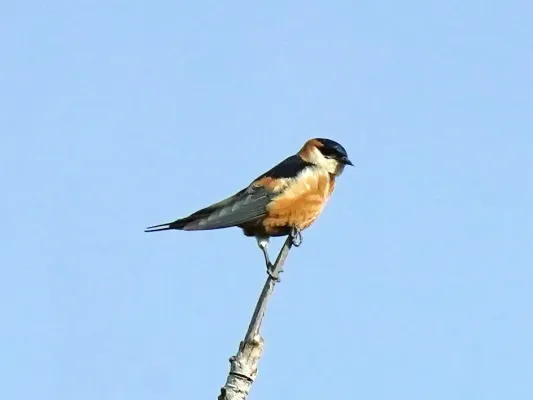 File:Cecropis senegalensis, Upper Baddibu, The Gambia 1.jpg