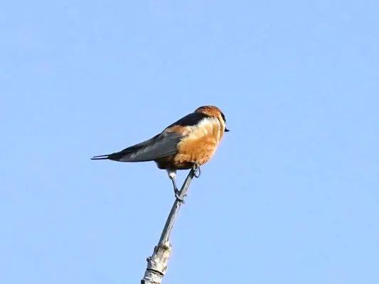 File:Cecropis senegalensis, Upper Baddibu, The Gambia 2.jpg