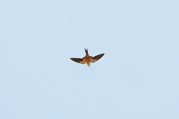 File:Cecropis senegalensis, Kiang Central, The Gambia 1.jpg