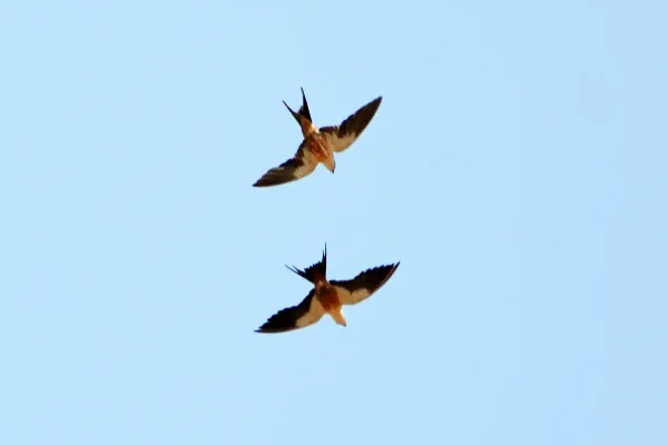 File:Cecropis senegalensis, Kiang Central, The Gambia 2.jpg