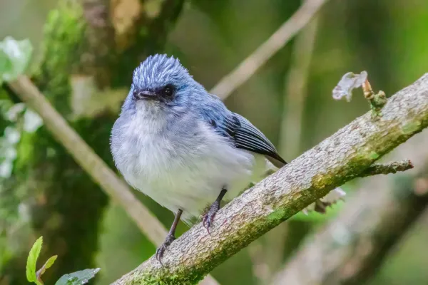 File:Elminia azul (Elminia longicauda), parque nacional de la Selva Impenetrable de Bwindi, Uganda, 2024-02-02, DD 96.jpg