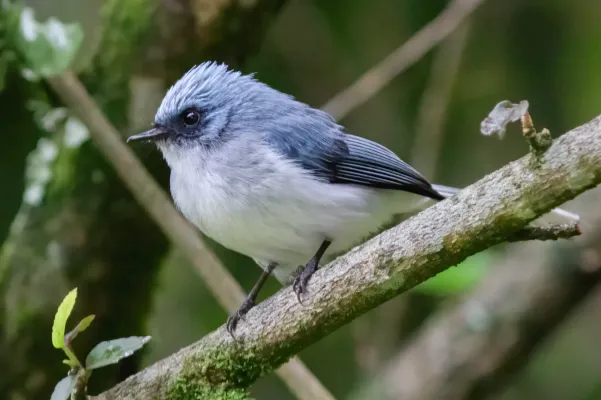 File:Elminia azul (Elminia longicauda), parque nacional de la Selva Impenetrable de Bwindi, Uganda, 2024-02-02, DD 97.jpg