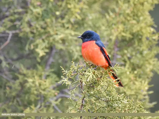 File:Long-tailed Minivet (Pericrocotus ethologus) (53696964861).jpg