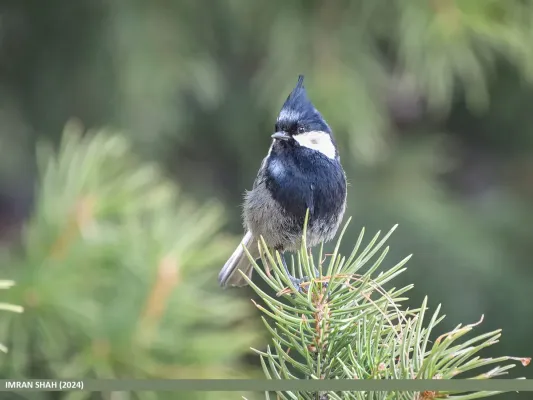 File:Rufous-naped Tit (Periparus rufonuchalis) (53705100223).jpg