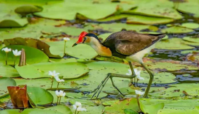 File:Comb-creasted Jacana ( Irediparra gallinacea ) ... Australia (53372294897).jpg