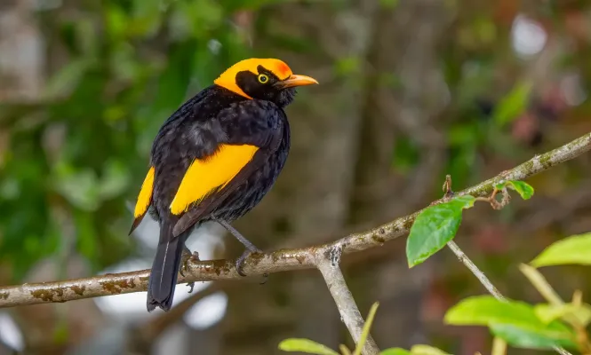 File:Regent Bowerbird ( Sericulus chrysocephalus ) Male , Queensland ,Australia (53341845656).jpg