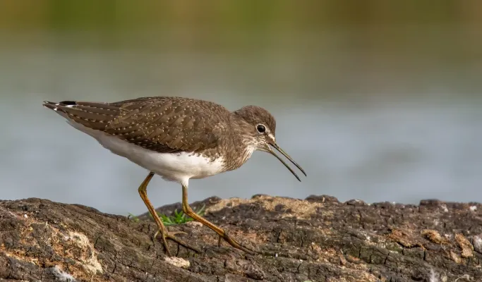 File:Green Sandpiper ( Tringa ochropus ) ... Tophill Low , Yorkshire (53182606905).jpg