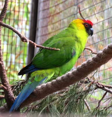 File:Eunymphicus cornutus.jpg