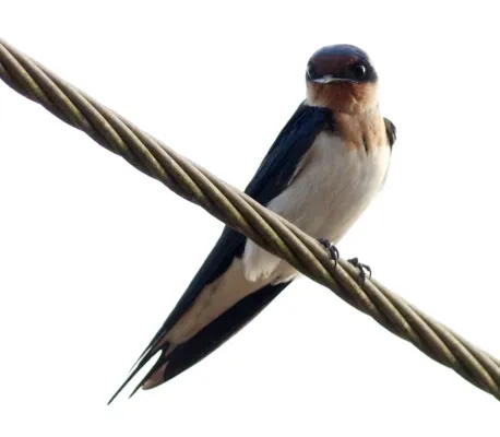 File:Hirundo aethiopica, Ahanta West, Ghana 1.jpg