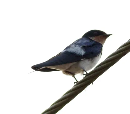 File:Hirundo aethiopica, Ahanta West, Ghana 3.jpg