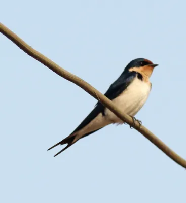 File:Hirundo aethiopica, Amedzofe, Ghana 1.jpg