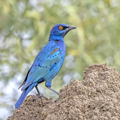 File:Cape starling (Lamprotornis nitens) Kruger.jpg