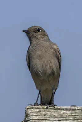 File:Familiar chat (Oenanthe familiaris hellmayri) Graskop.jpg
