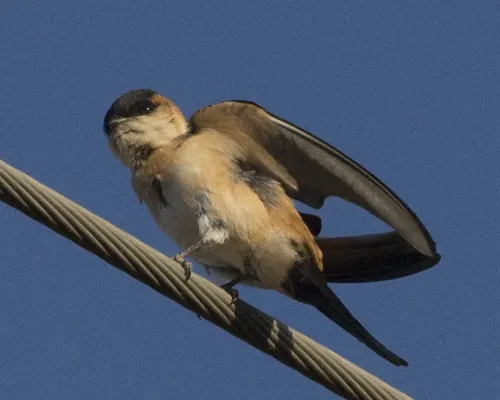 File:Cecropis daurica melanocrissus, Debre Libanos, Ethiopia CF2P9181.jpg