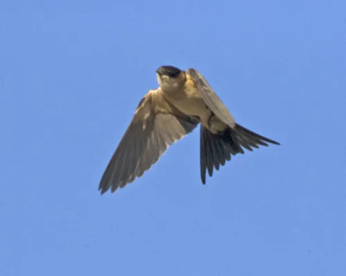 File:Cecropis daurica melanocrissus, Derbe Sani Maryam, Ethiopia CF2P9243.jpg