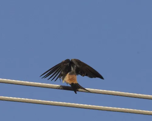 File:Cecropis daurica melanocrissus, Portuguese Bridge, Ethiopia CF2P9222.jpg