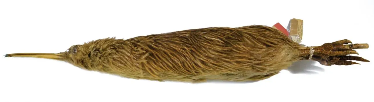 File:Apteryx australis NML-VZ D180.jpg